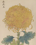 Keika Hasegawa
