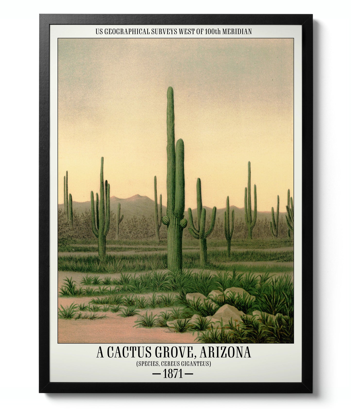 Mur de galerie de cactus