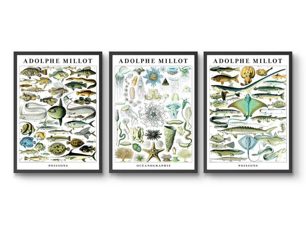 Adolphe Millot Sea Life - Set of 3