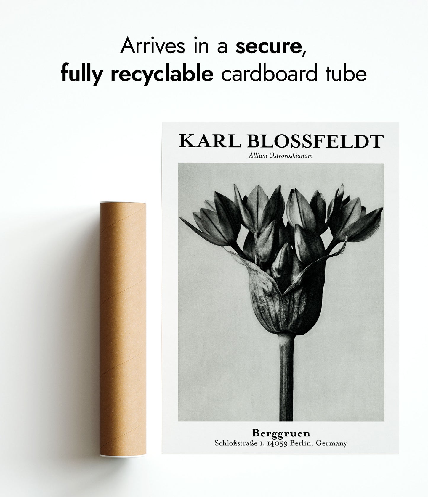 Allium Ostroroskianum