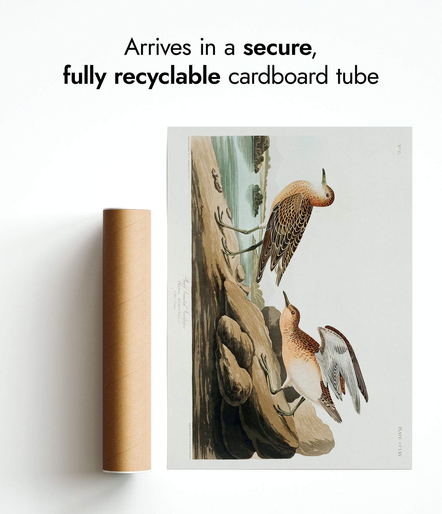 Buffbröstad sandlöpare