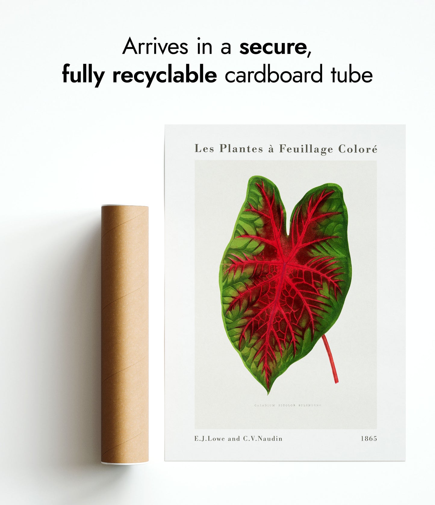 Caladium Bicolor Splendens