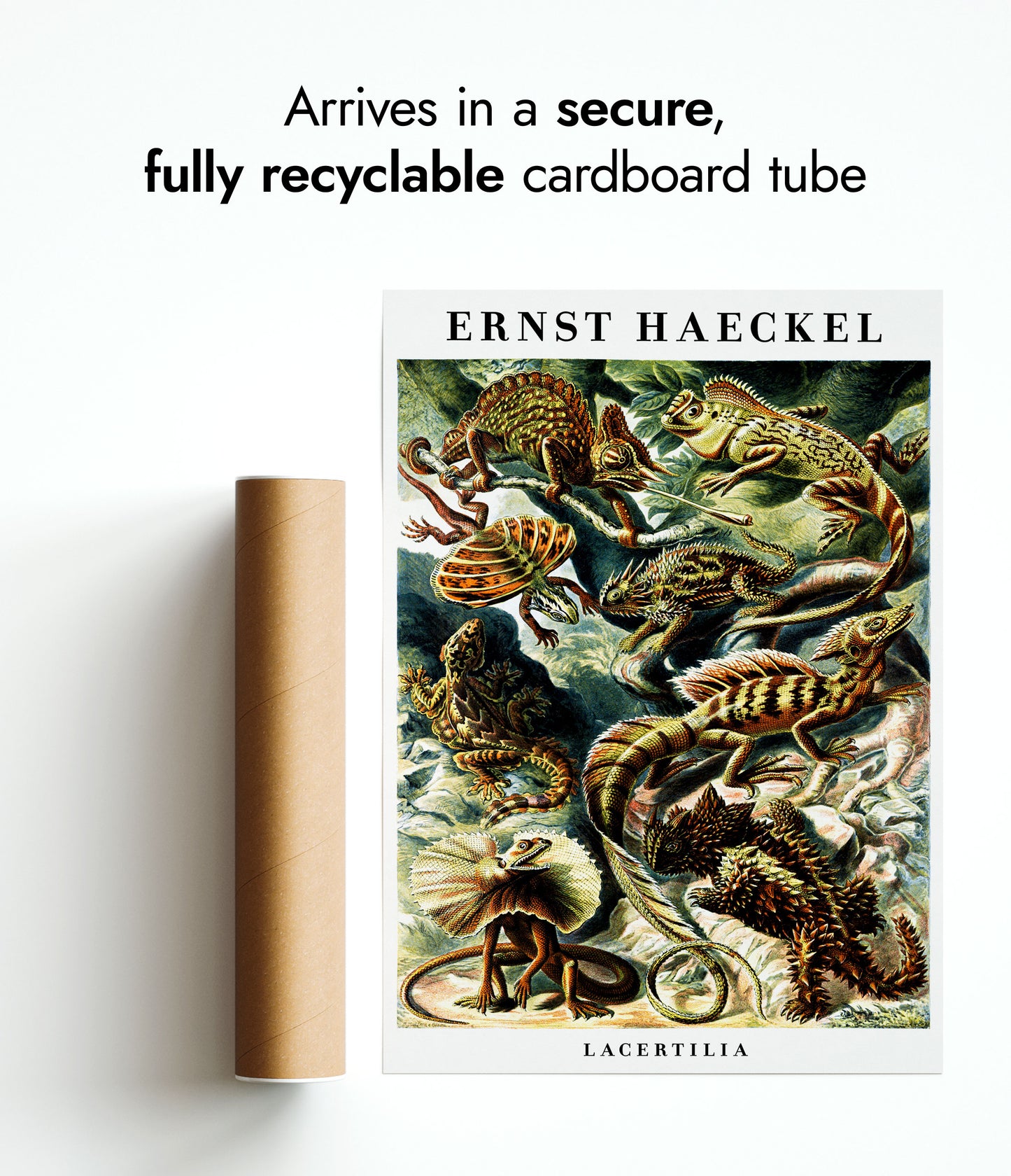 Eidechsen & Reptilien