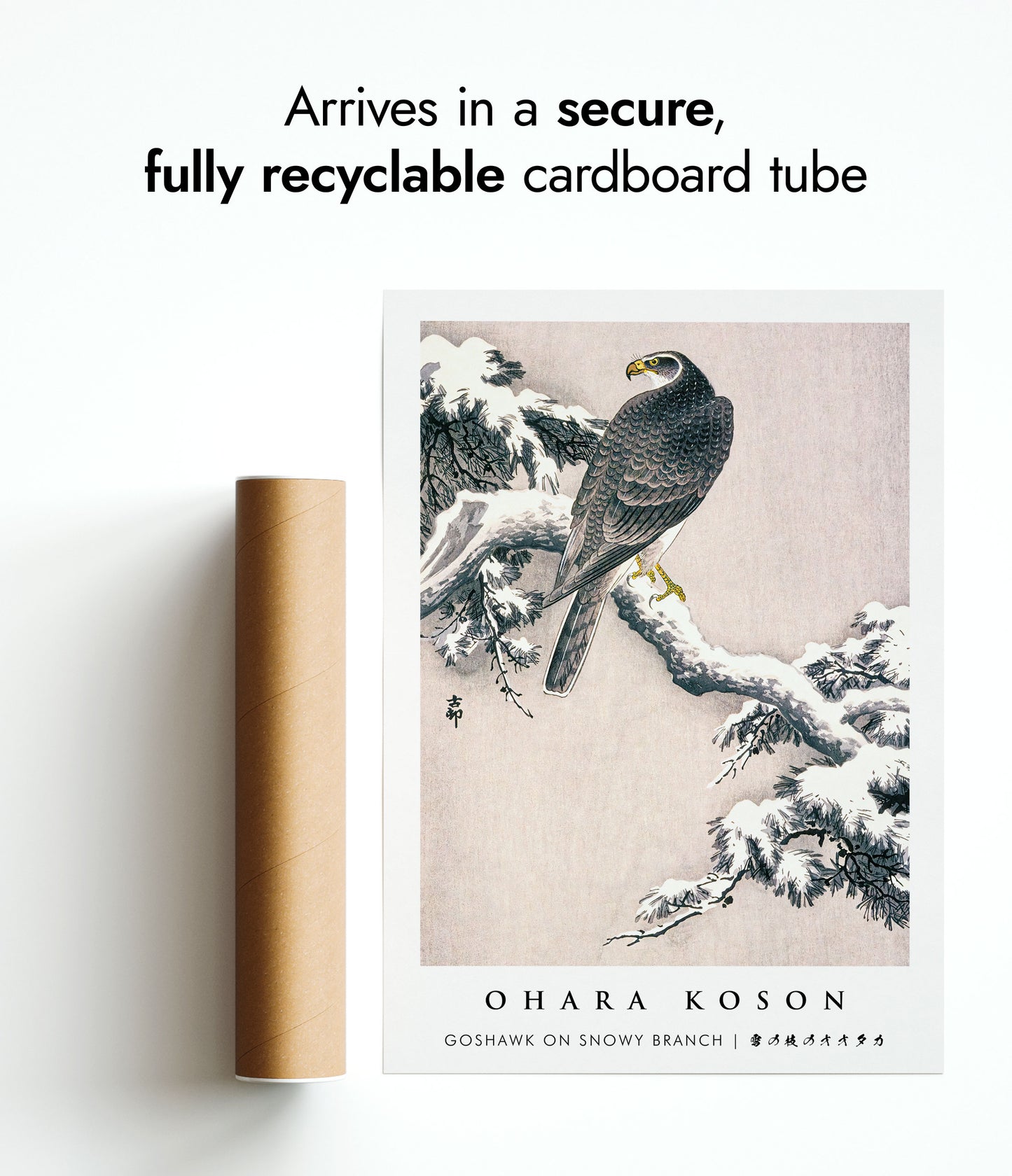 Goshawk on Snowy Branch