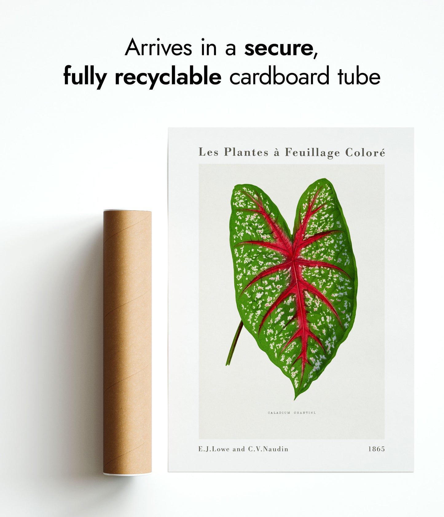 Caladium vert Chantini