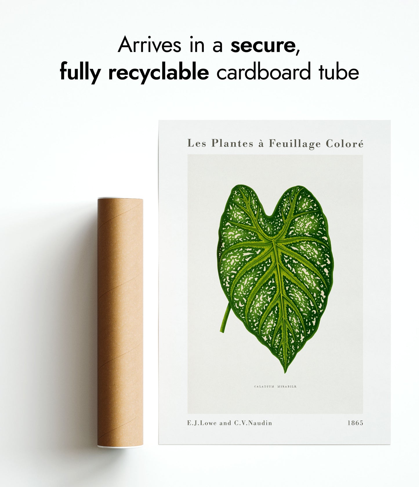 Groene Caladium Mirabile