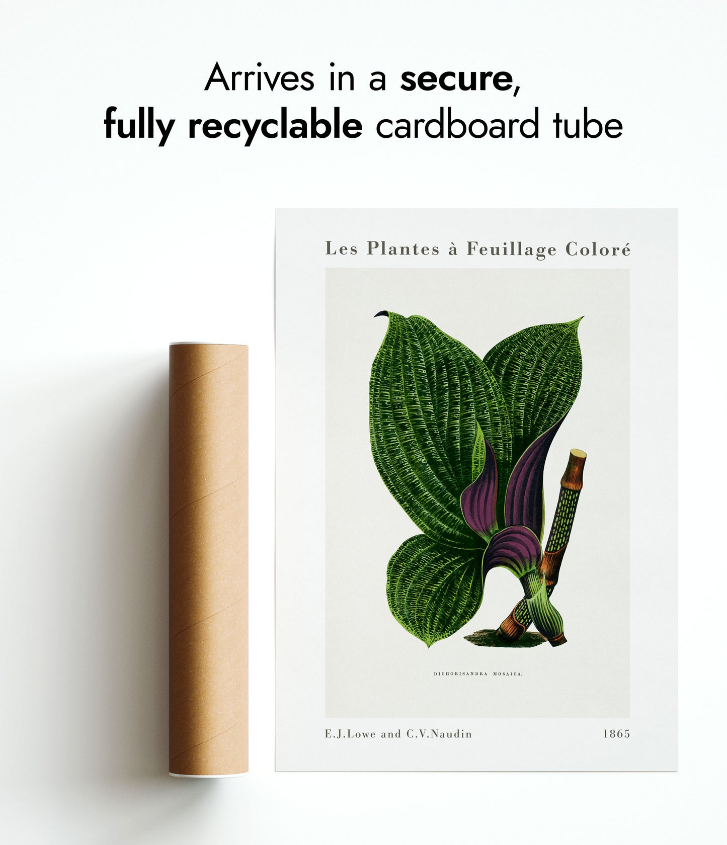 Groene Dichorisandra Mosaica