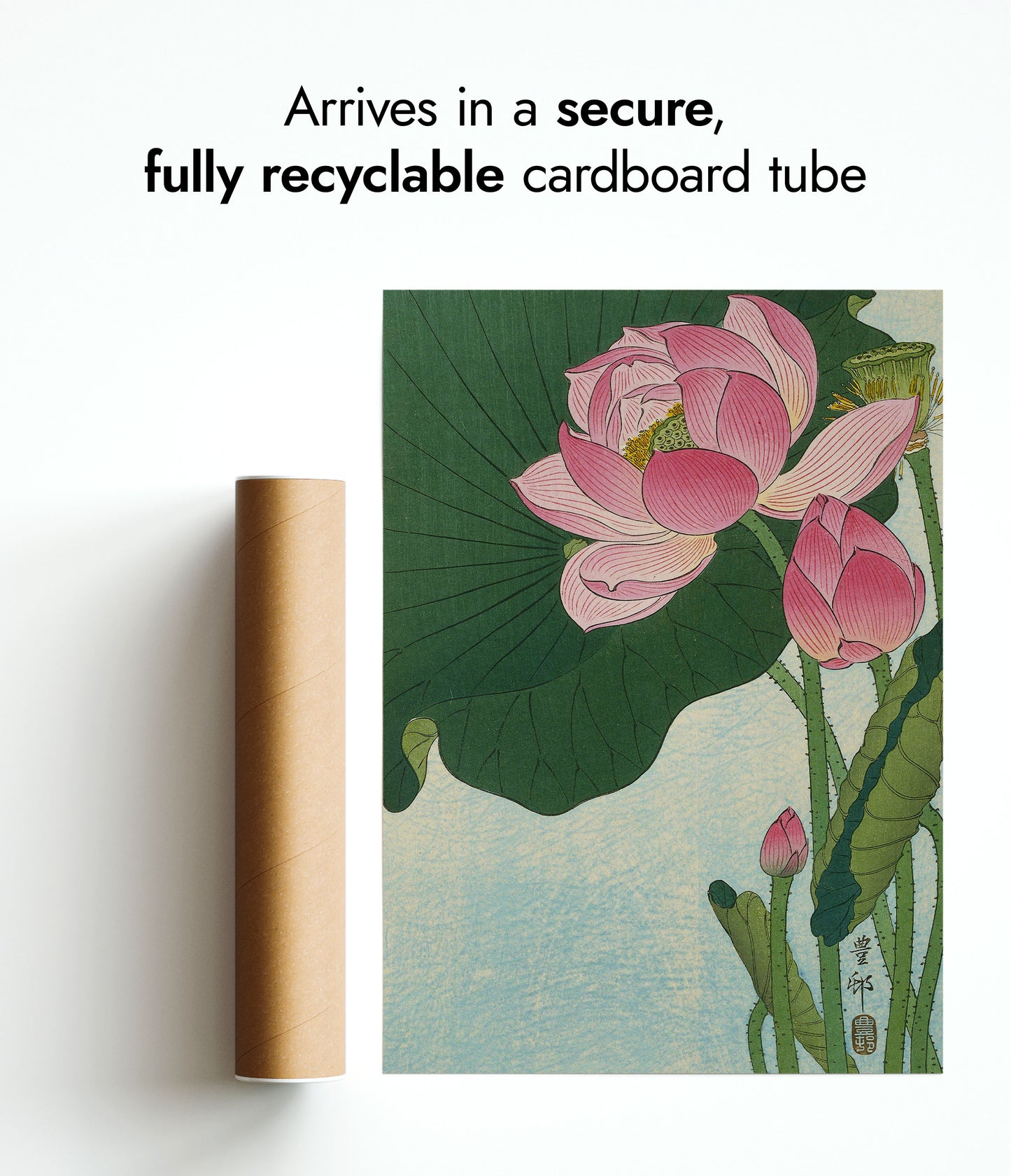 Blooming Lotus Flowers