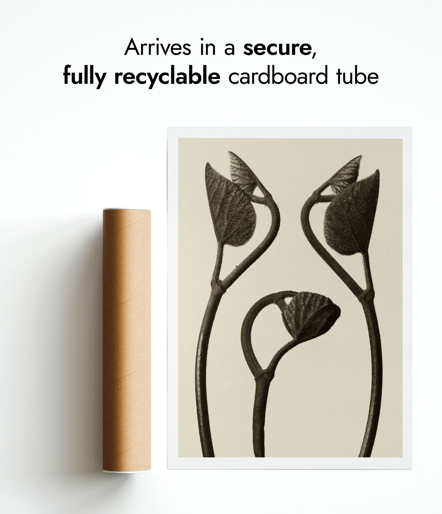 Aristolochia Stems and Leaves