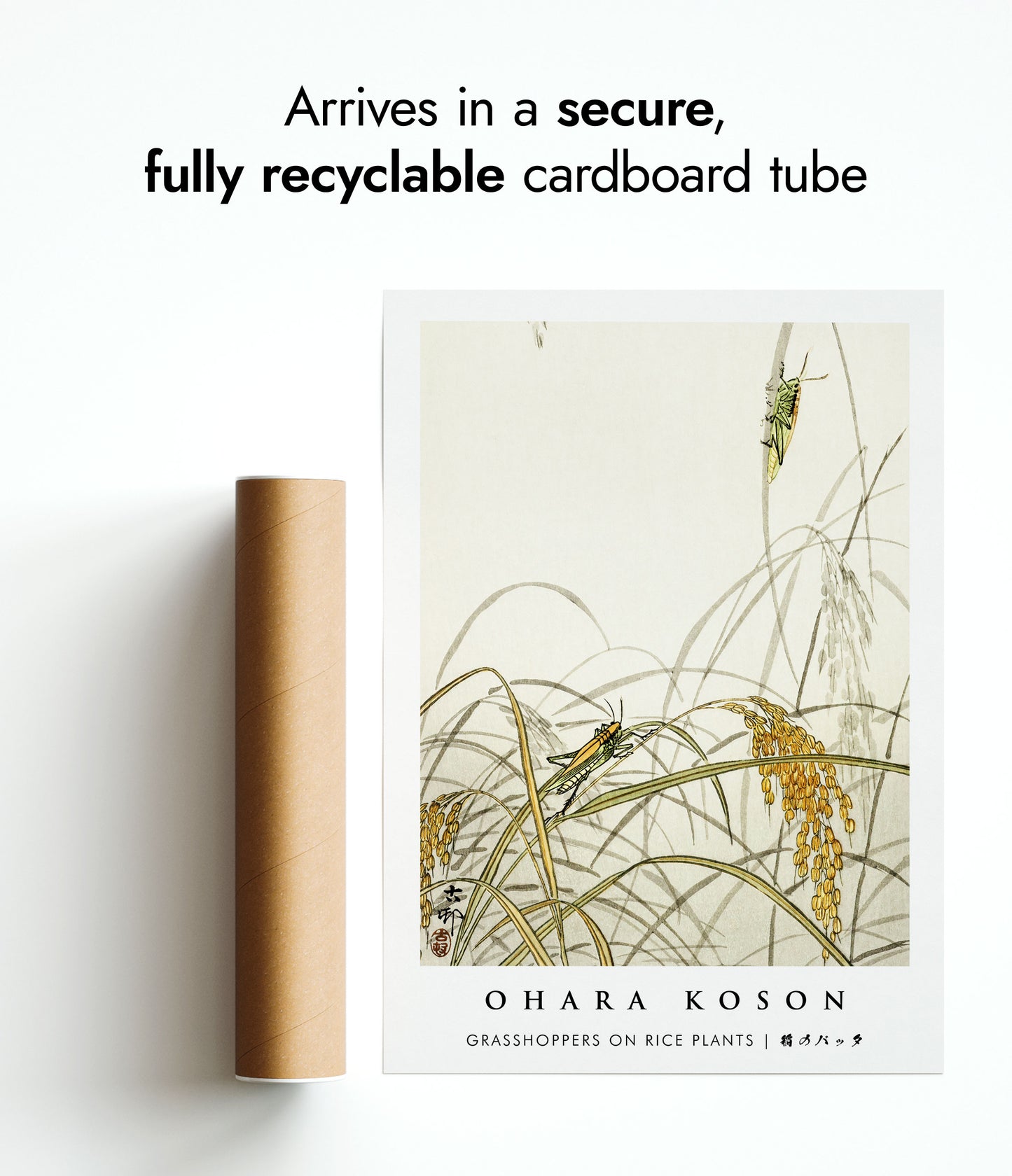 Sauterelles sur les plants de riz