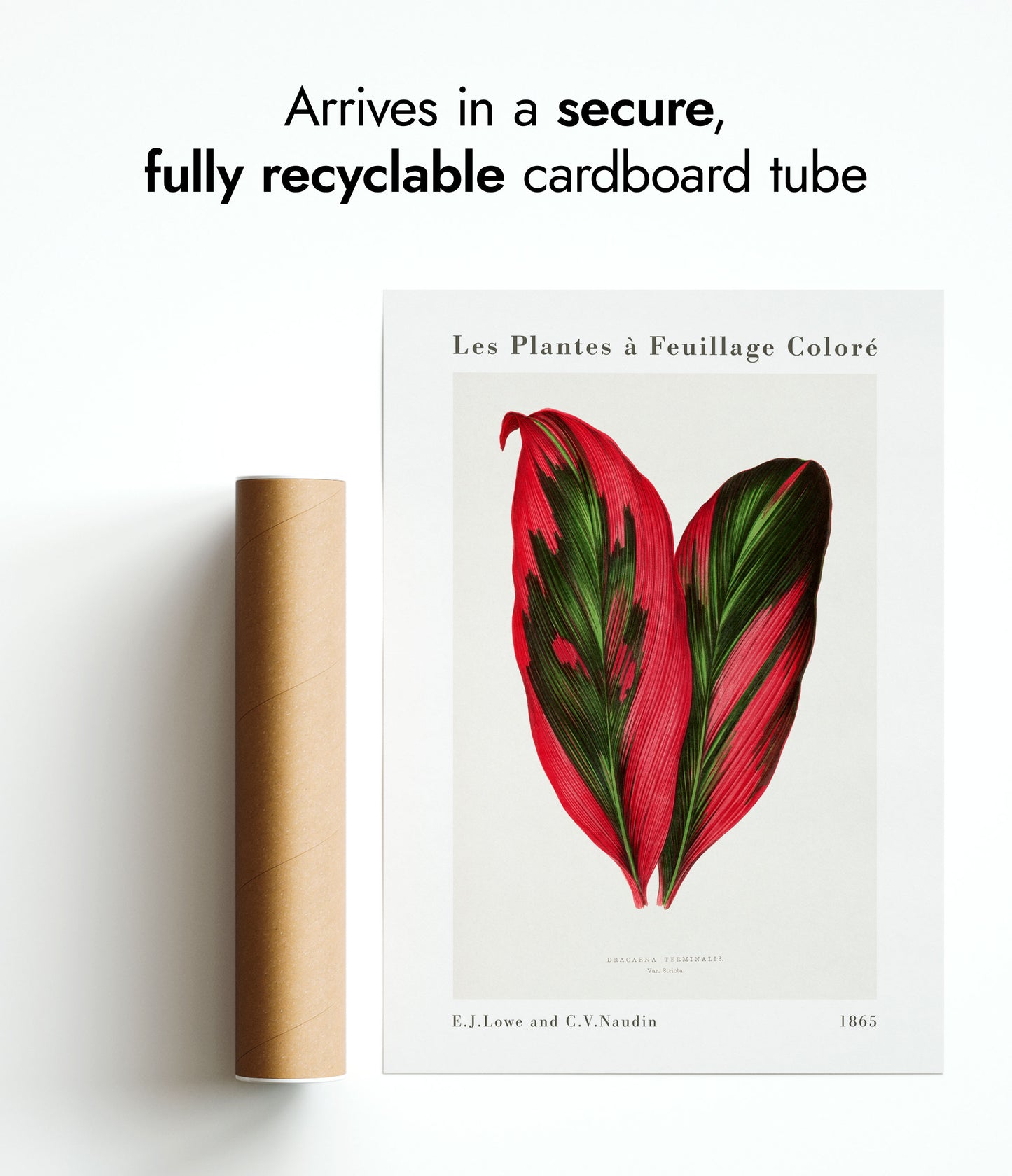 Roze Dracaena Terminalis