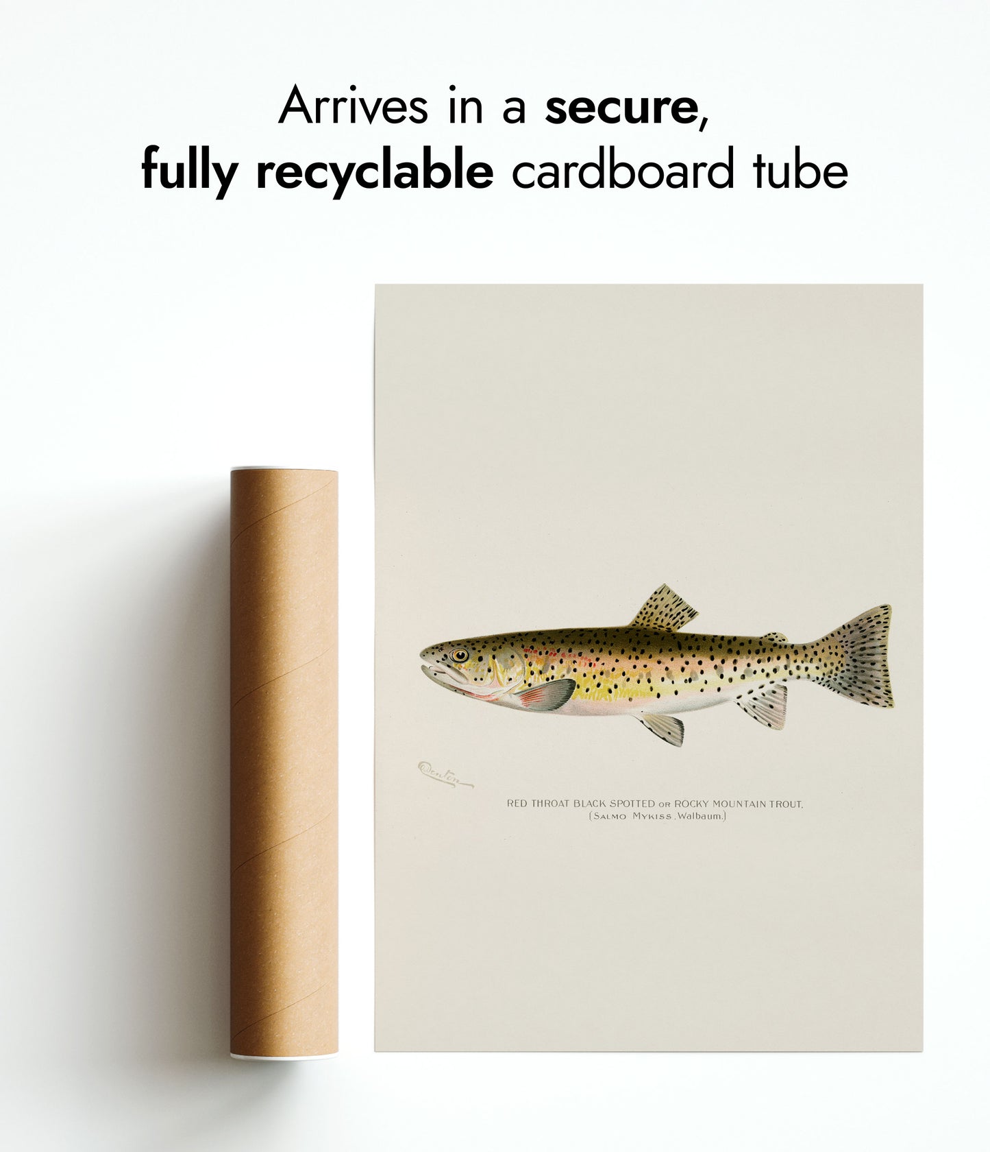 Rocky Mountain-öring