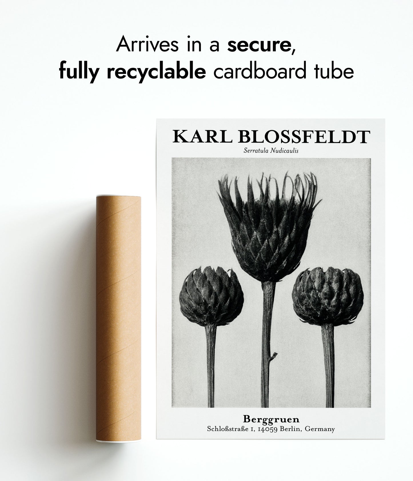 Serratula Nudicaulis