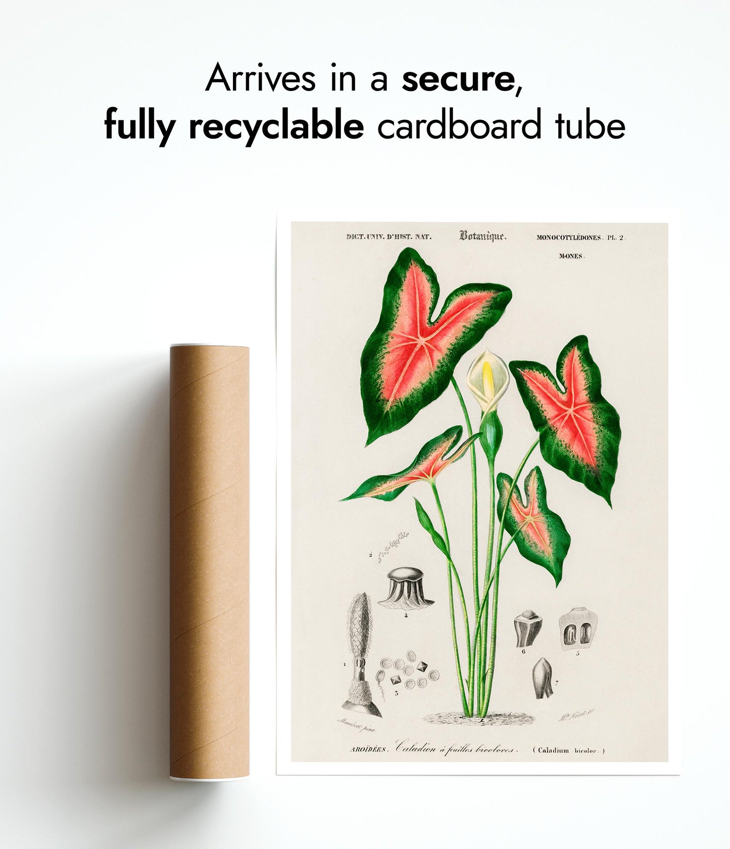 Oreilles d'éléphant