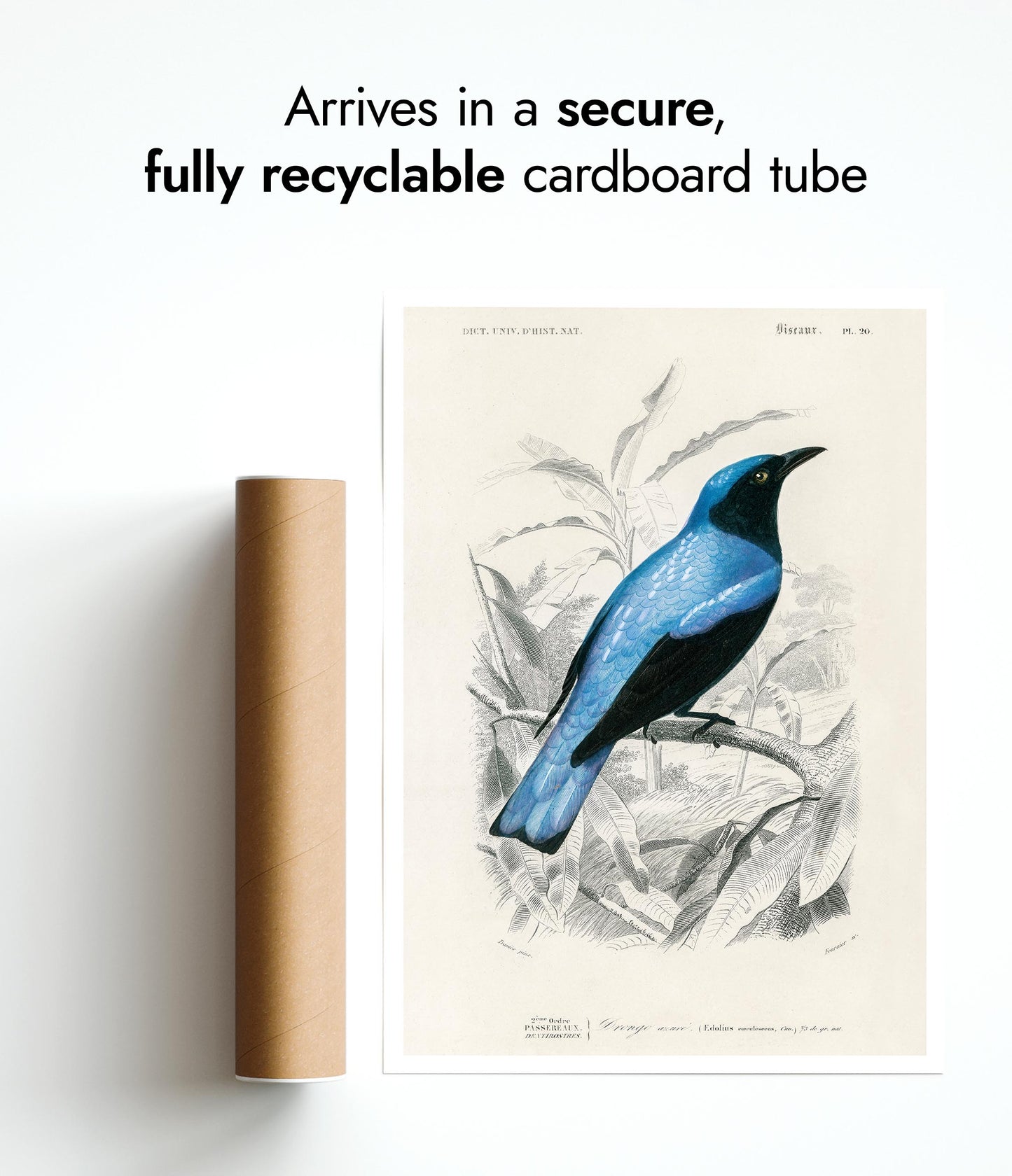 Fyrkantstjärtad Drongo