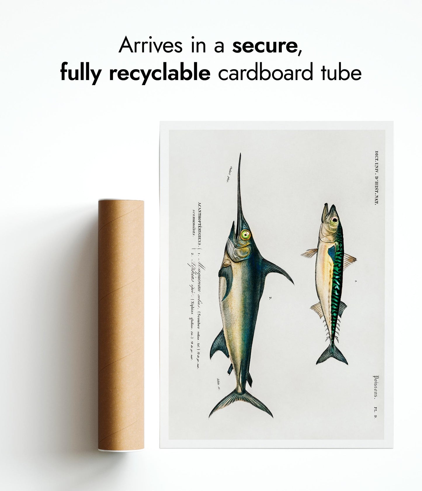 Mackerel & Swordfish