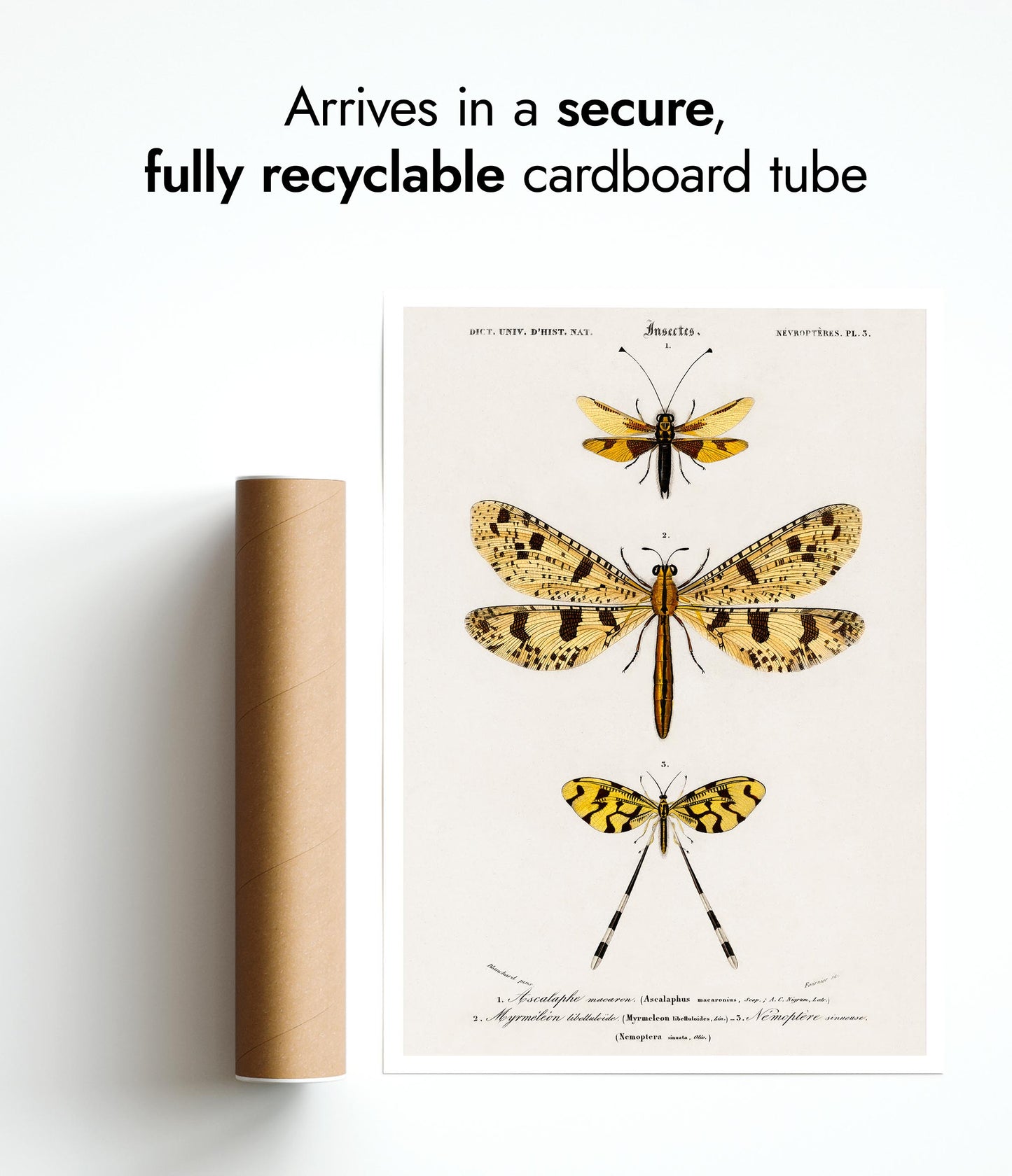 Owlfly, Giant Antlion & Spoonwing