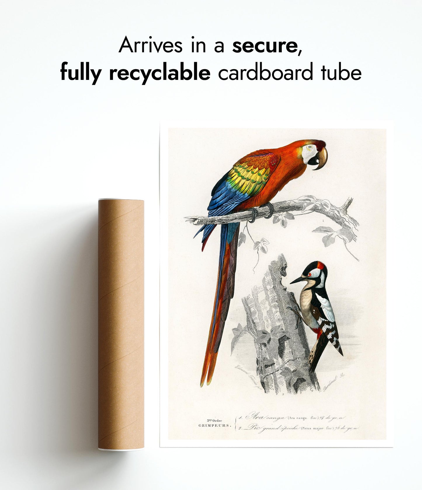 Papegoja & Hackspett