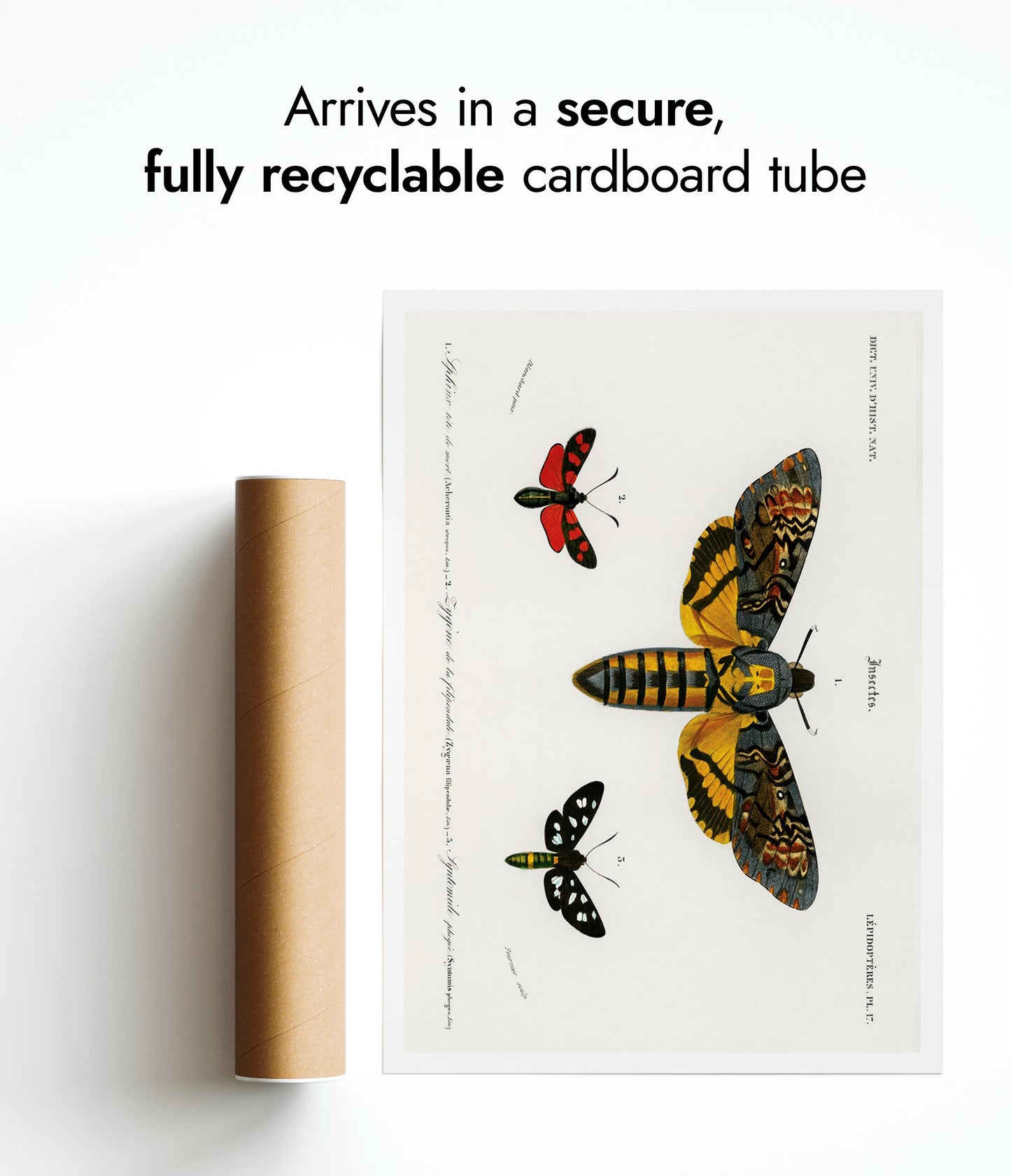 Collection de papillons de nuit