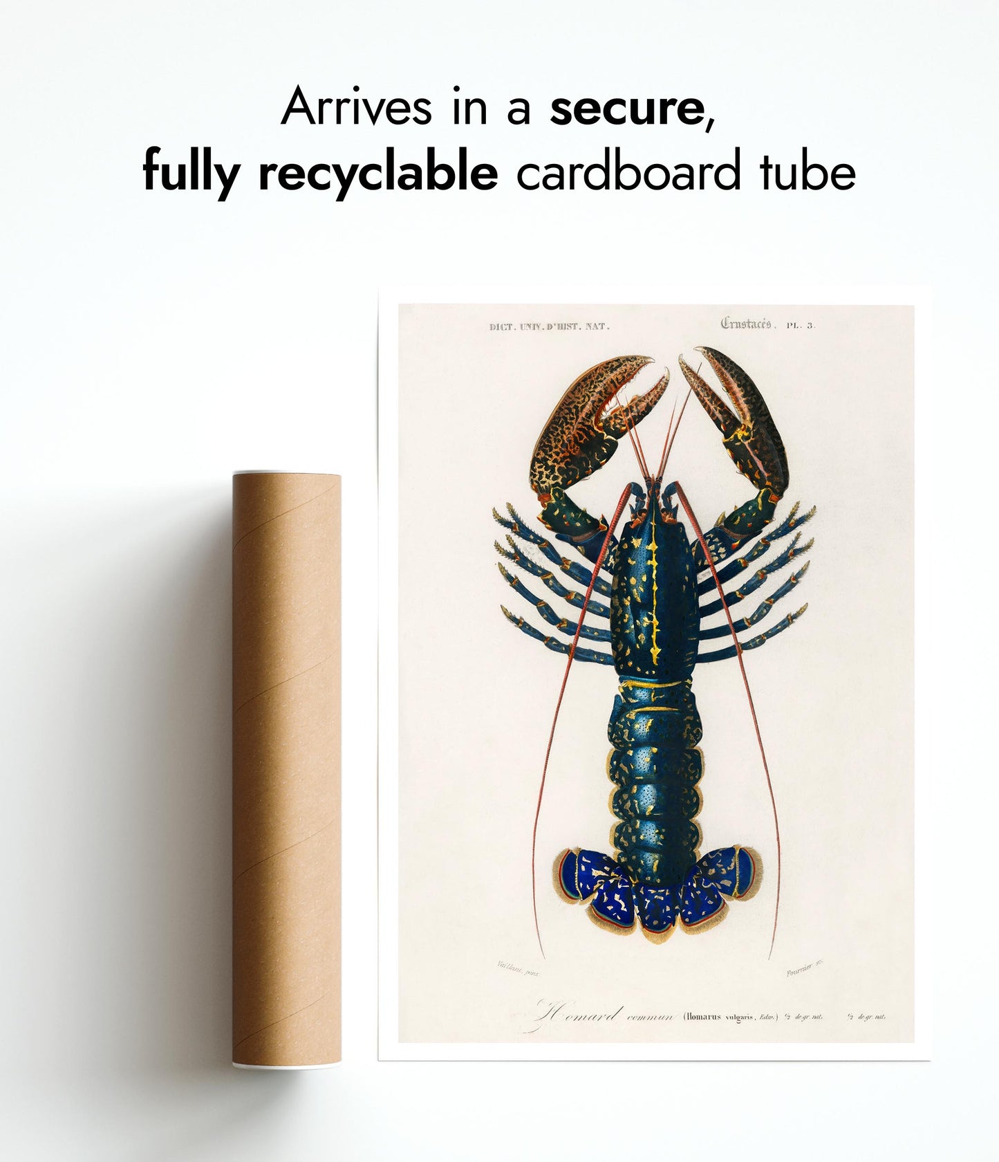 Scharlachrote Flusskrebse