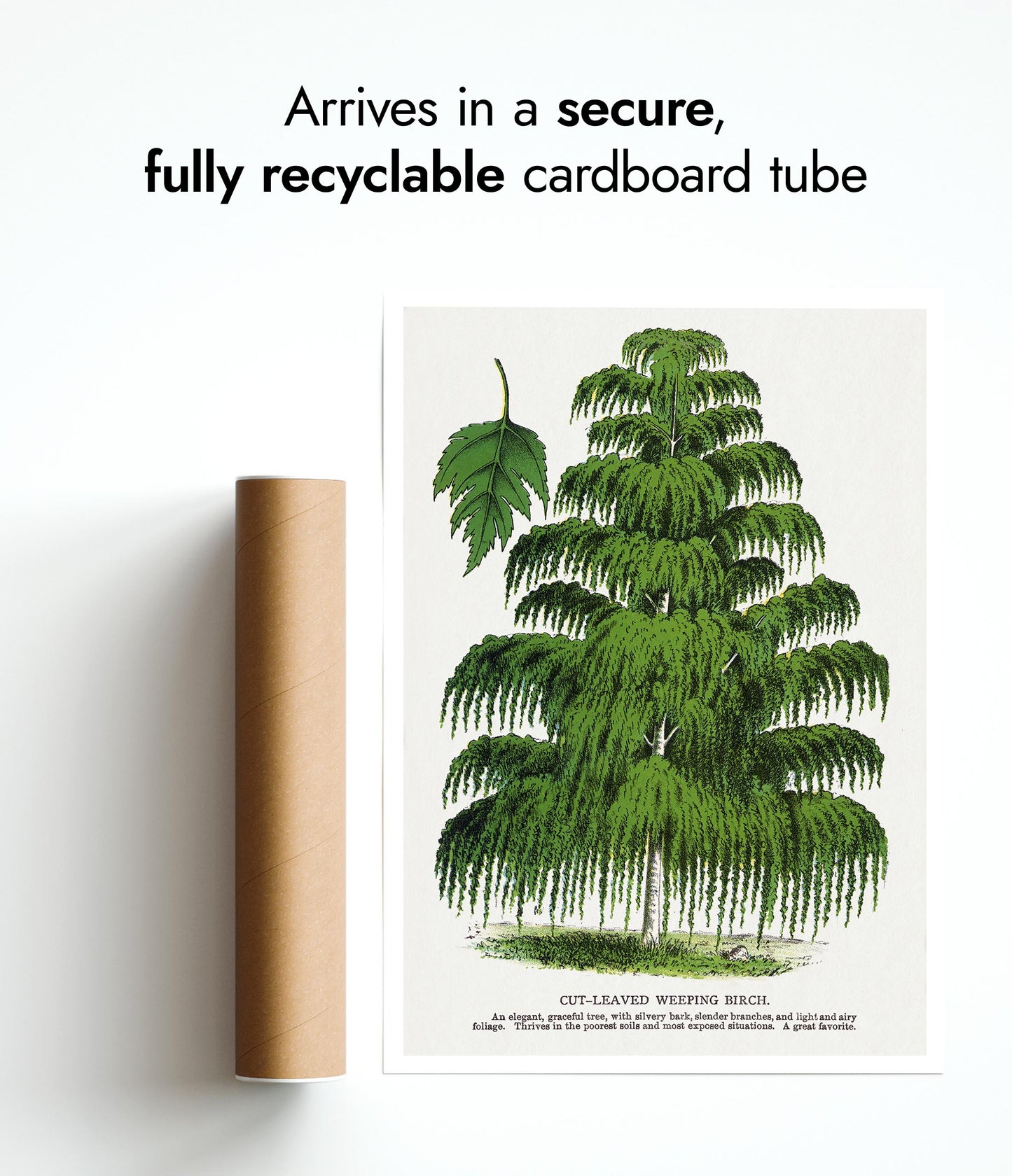 Skärbladig hängbjörk