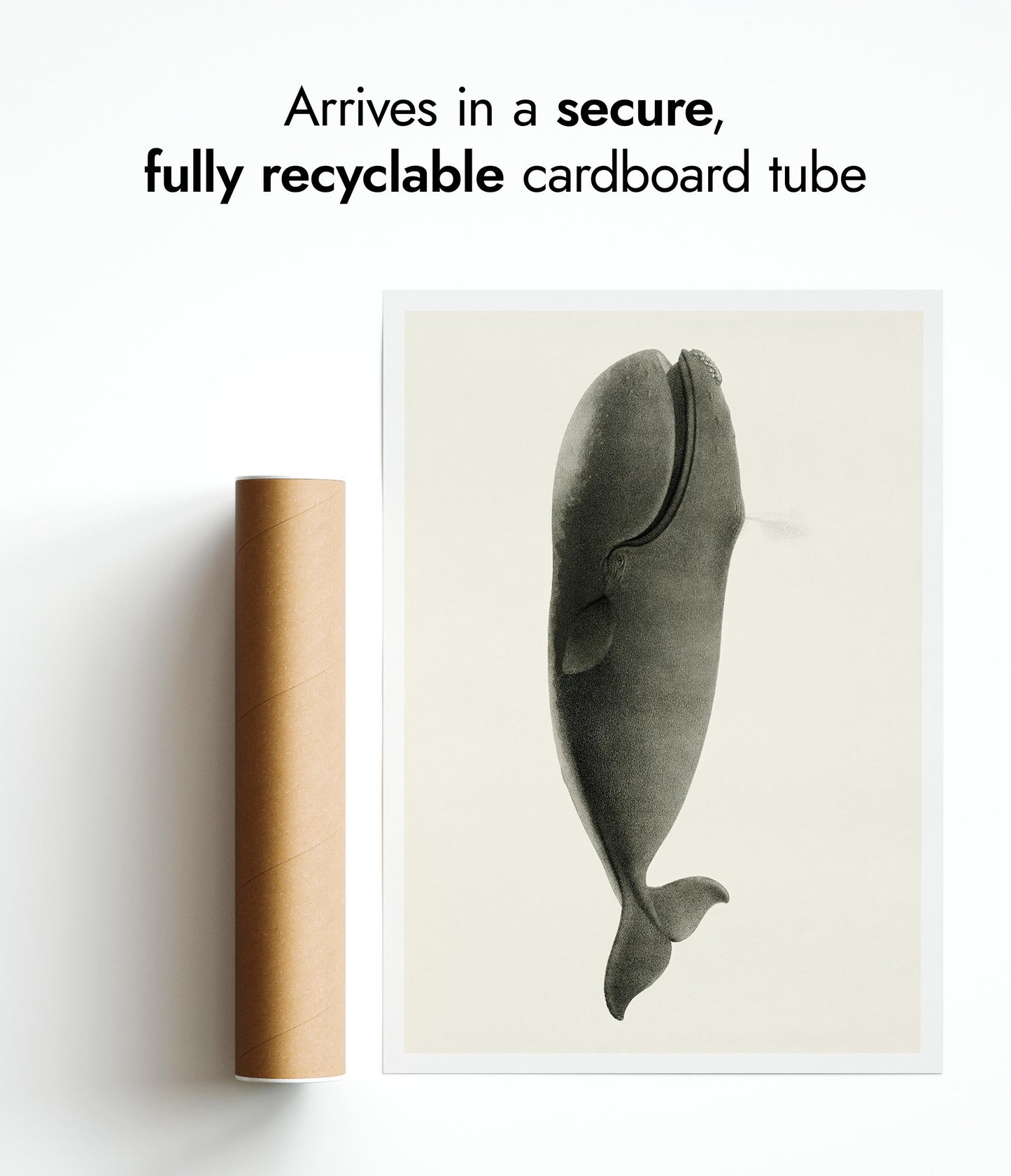 Baleine franche du Pacifique Nord