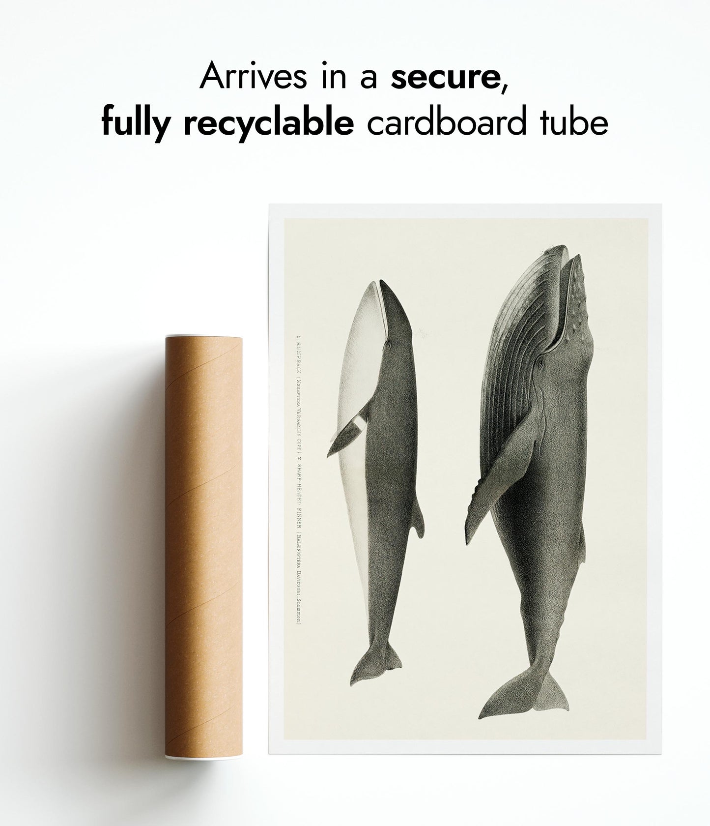 Humpback & Sharp Headed Finner Whales