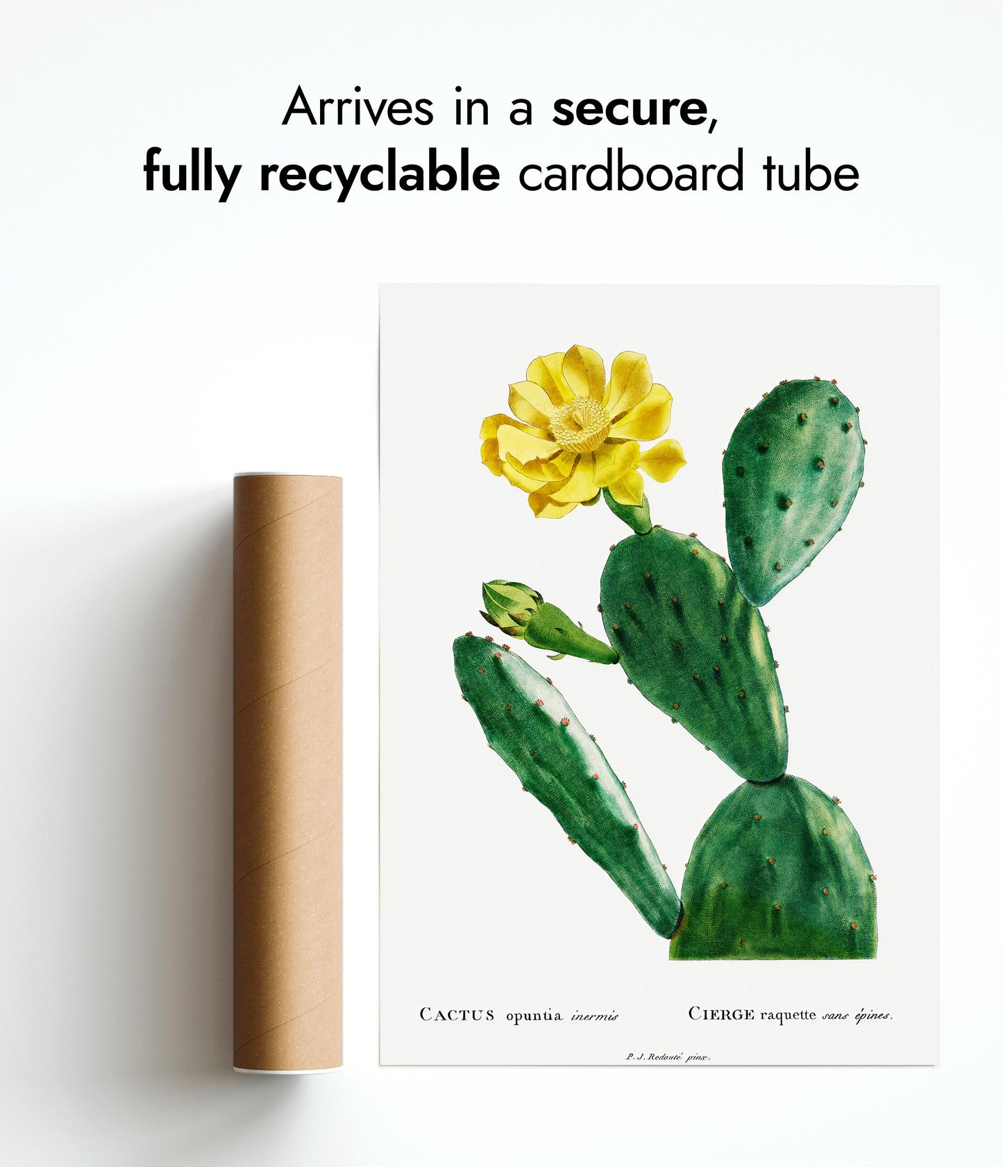 Kaktus Opuntia Inermis