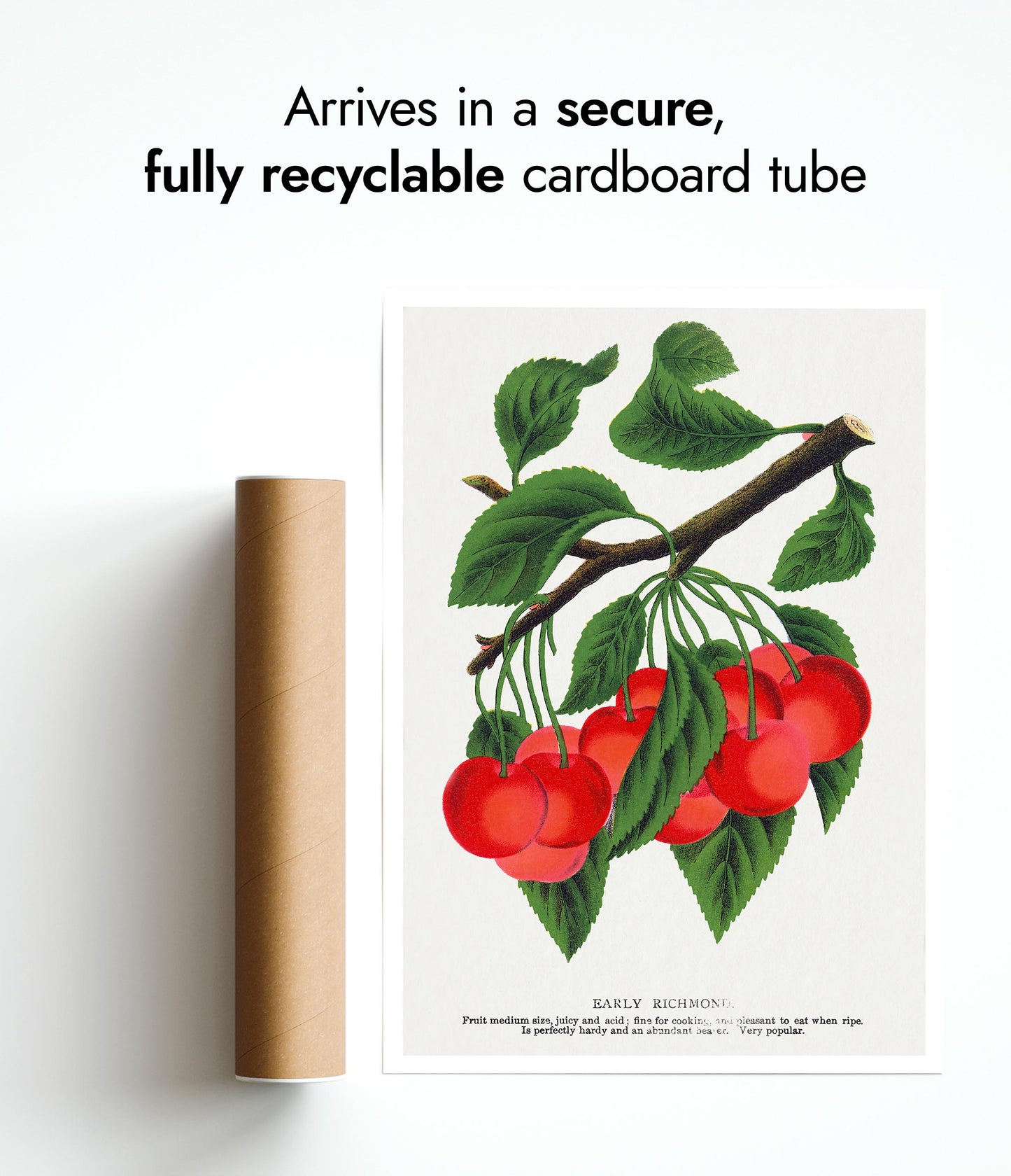 Early Richmond Körsbär