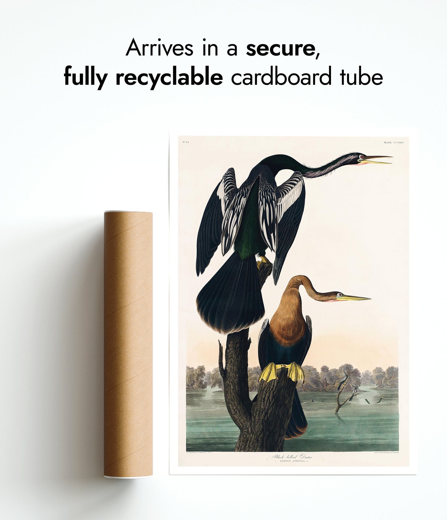 Black Bellied Darters