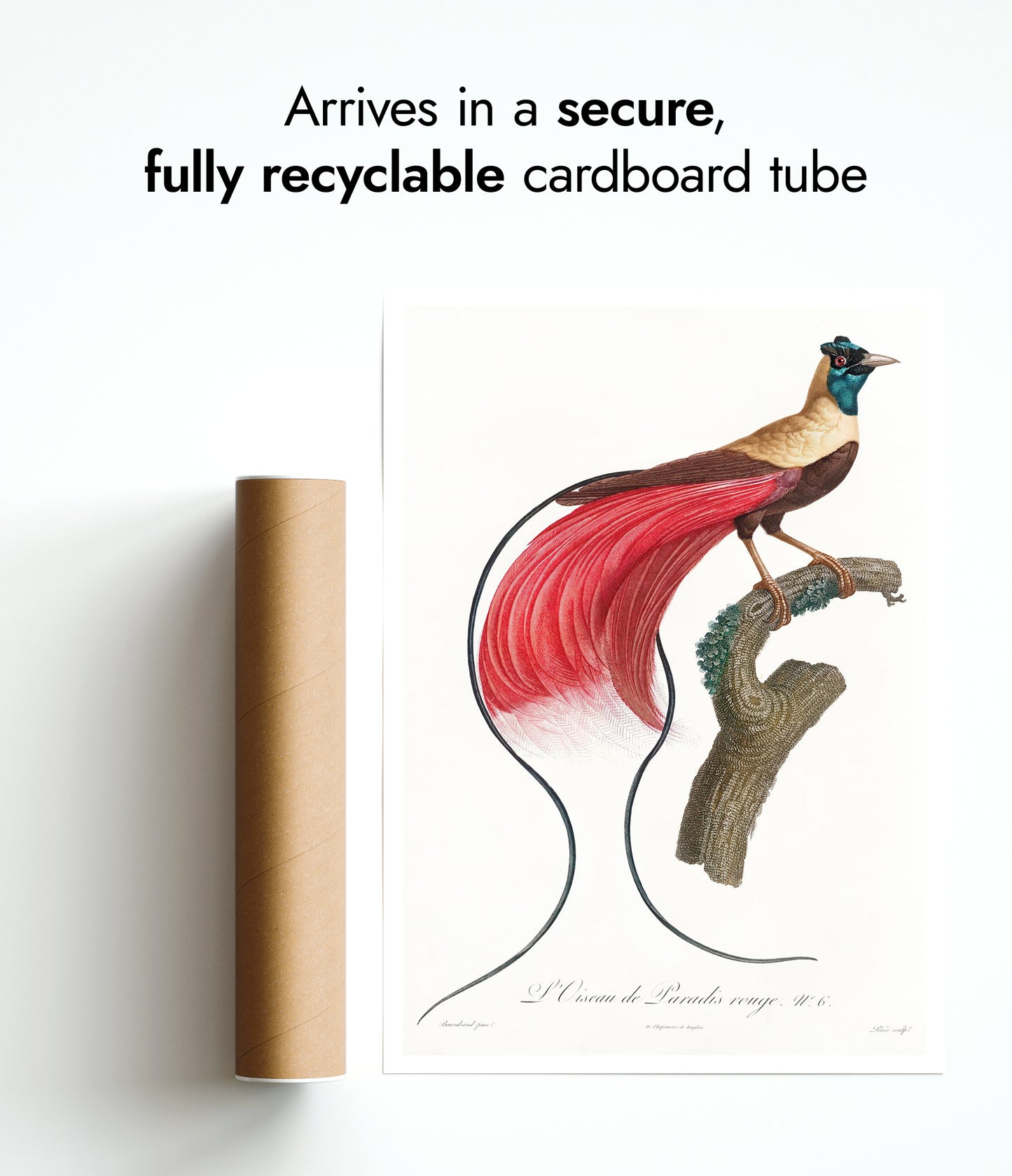 Red Bird of Paradise