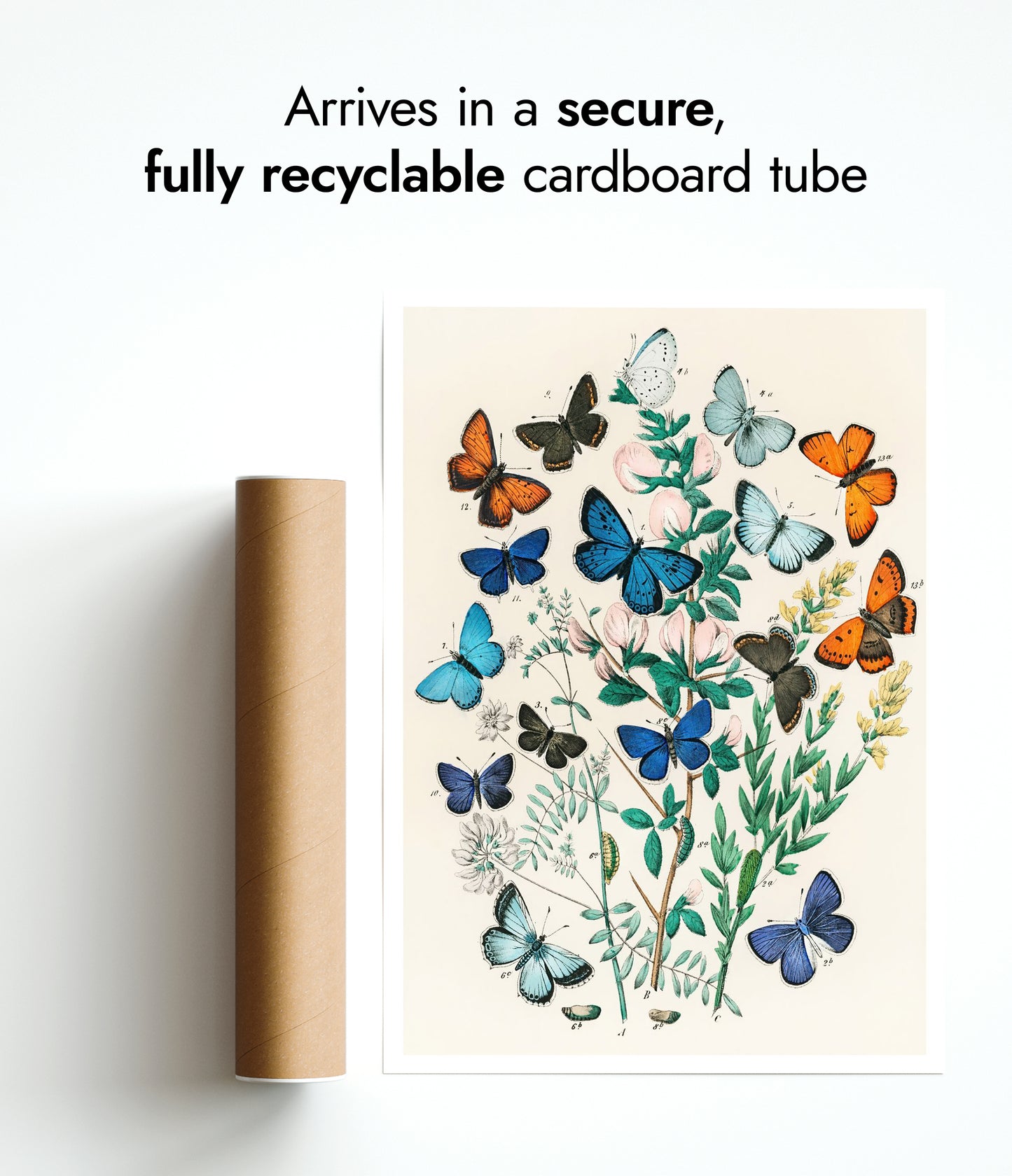 Papillons botaniques