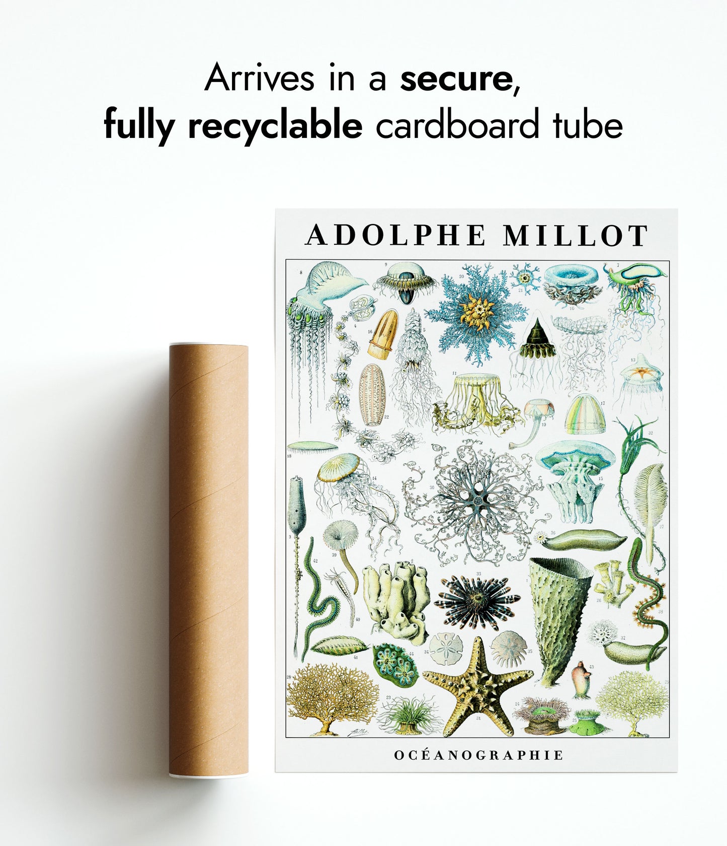 Adolphe Millot Vie Marine - Ensemble de 3