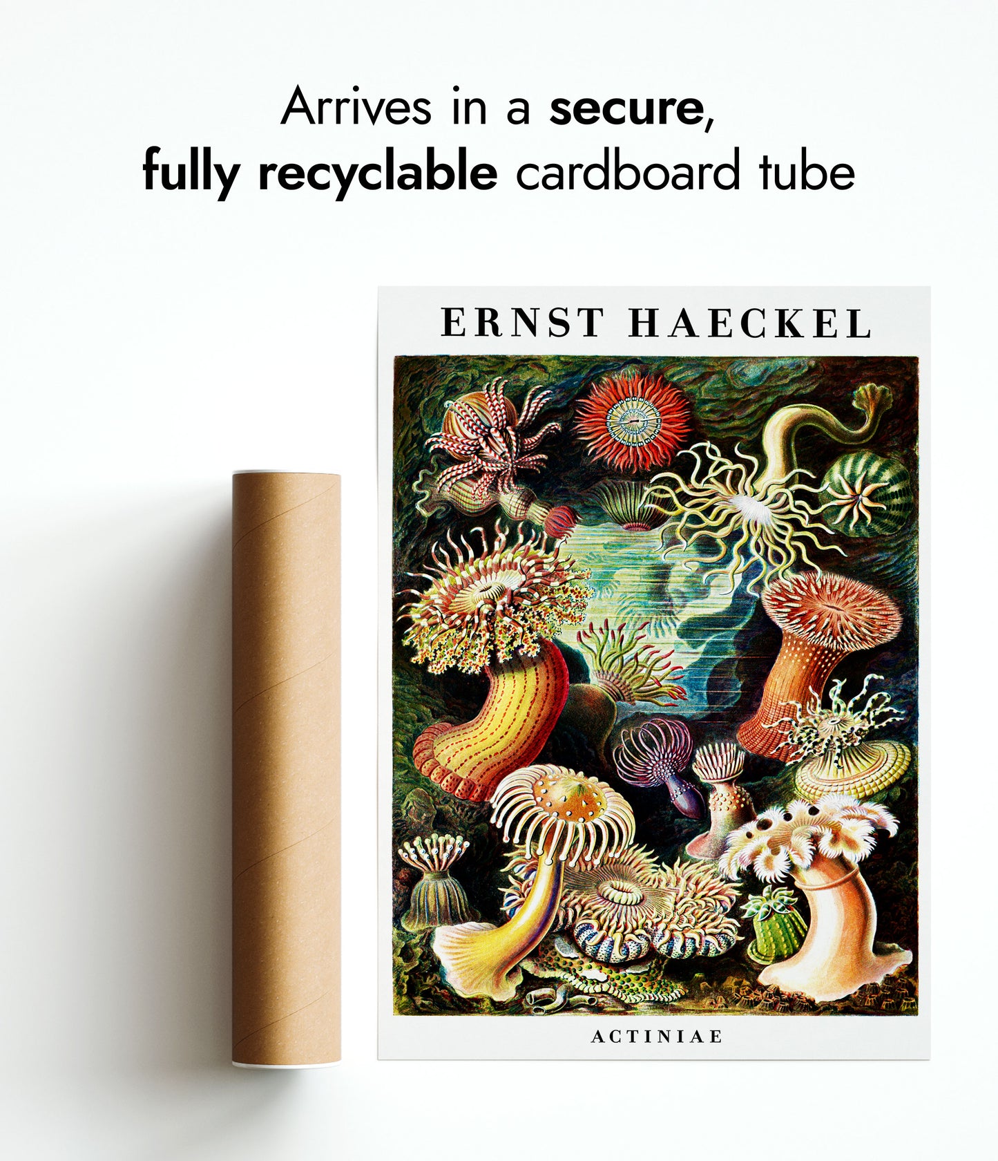 Ernst Haeckel - Set om 3