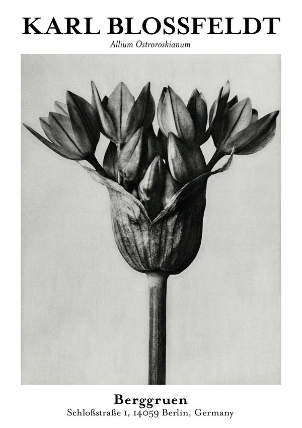 Allium Ostroroskianum