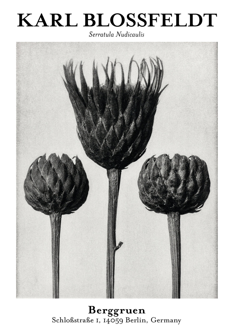 Serratula Nudicaulis - Print only