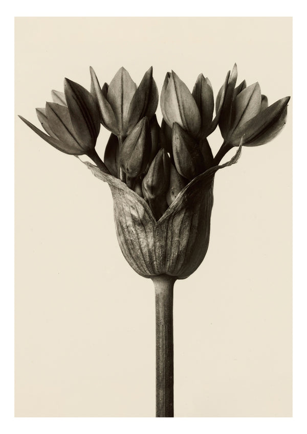 Allium Ostrowskianum