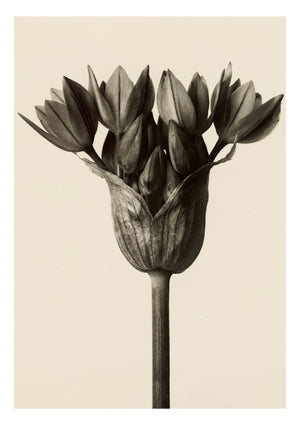 Allium Ostrowskianum