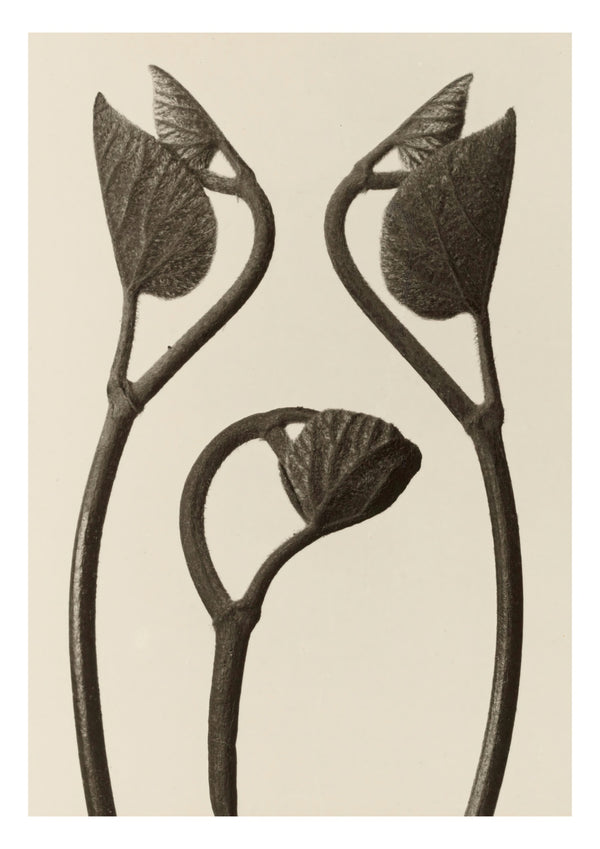 Aristolochia stjälkar och blad