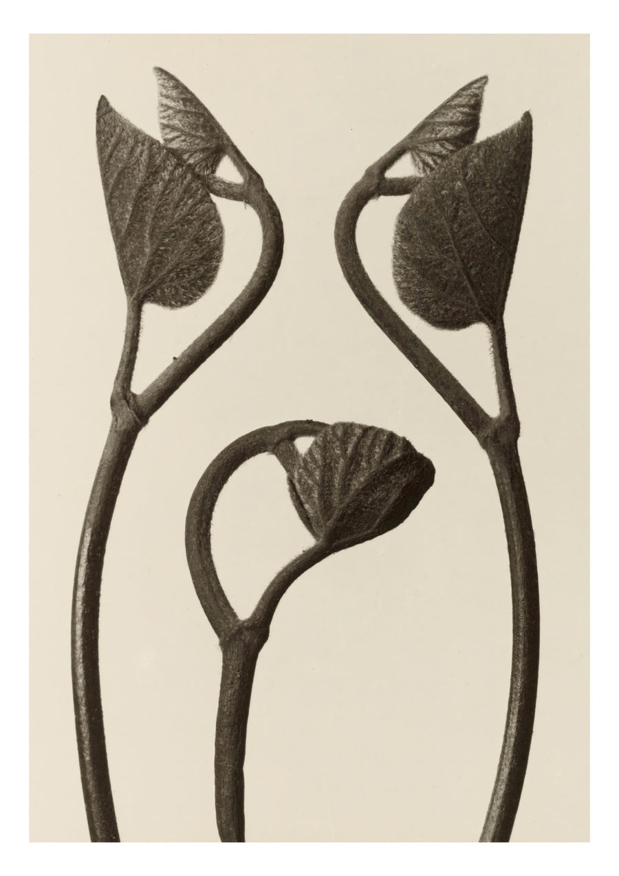 Aristolochia Stems and Leaves - Print only