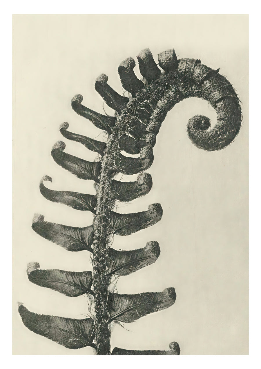Plantstudie 10 - Print only