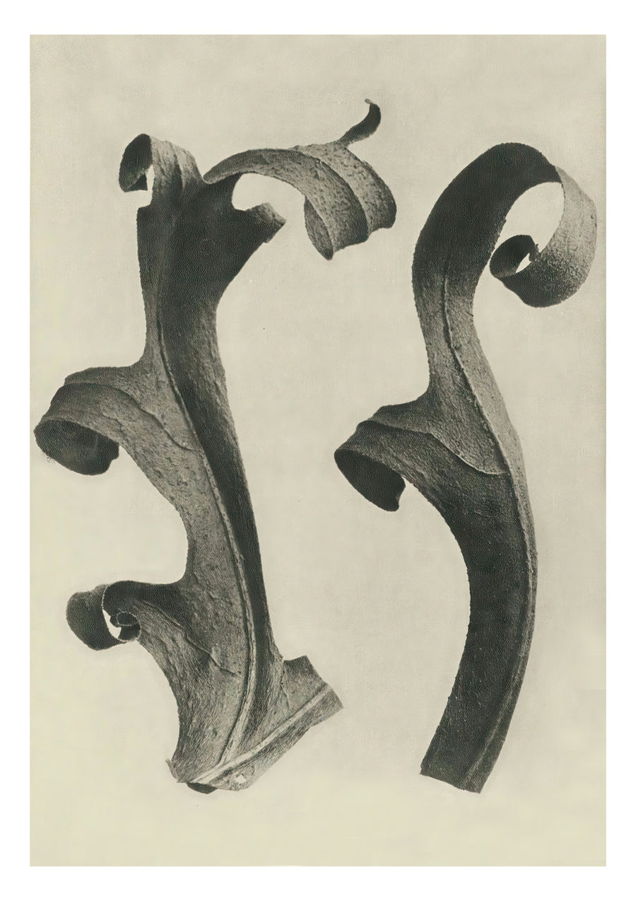 Plantstudie 11 - Print only