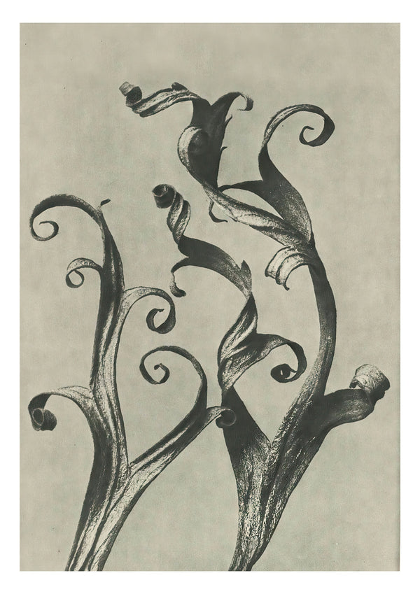 Plantstudie 14