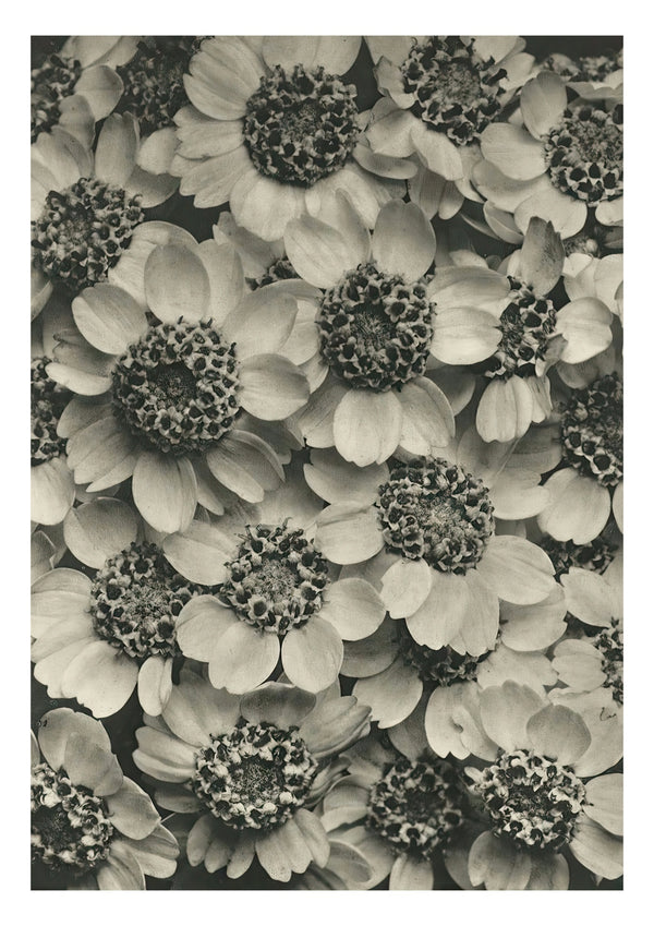 Plantstudie 15