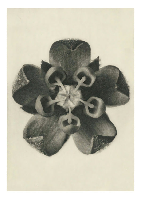 Plantstudie 16