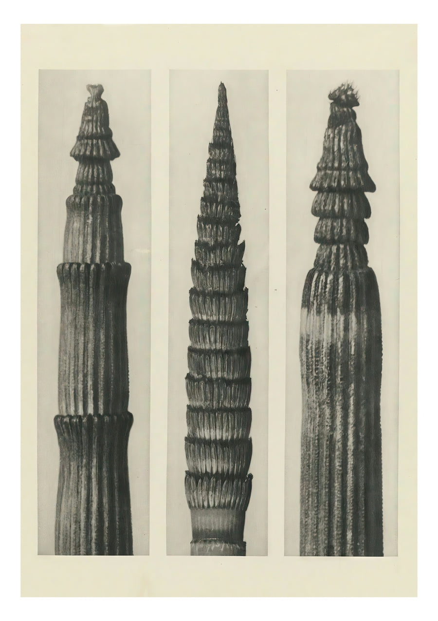 Plantstudie - Print only