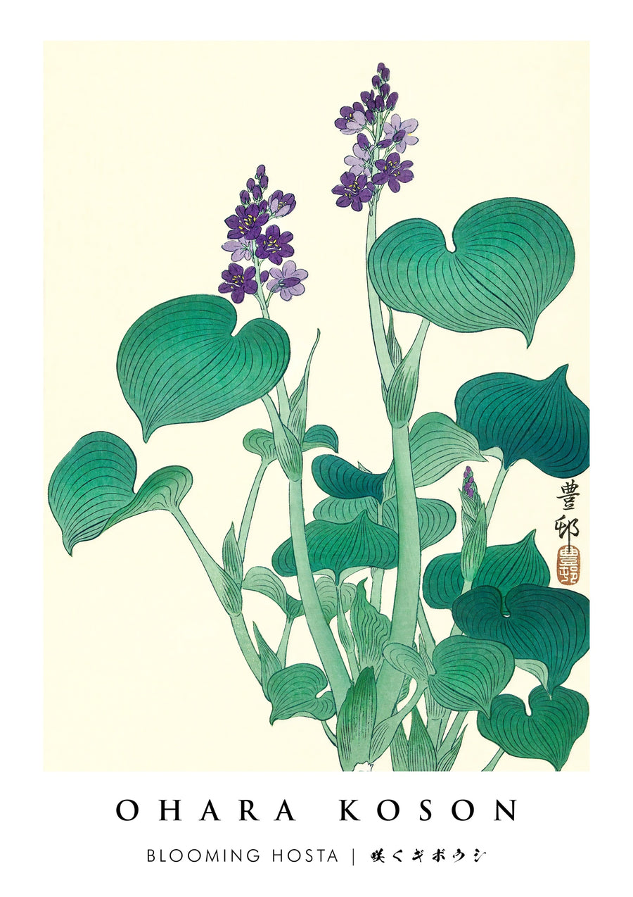 Blooming Hosta - Print only