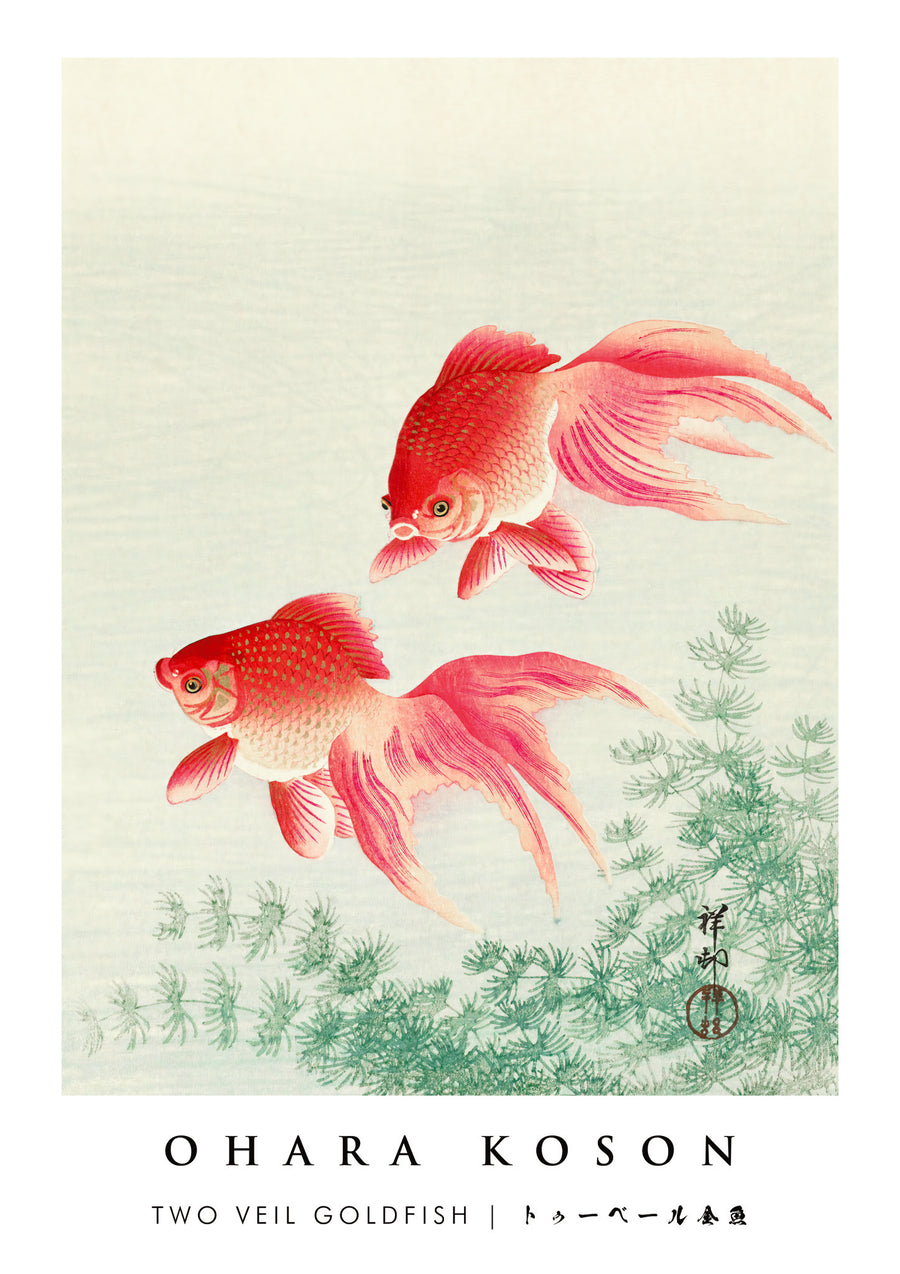 Two Veil Goldfish - Print only