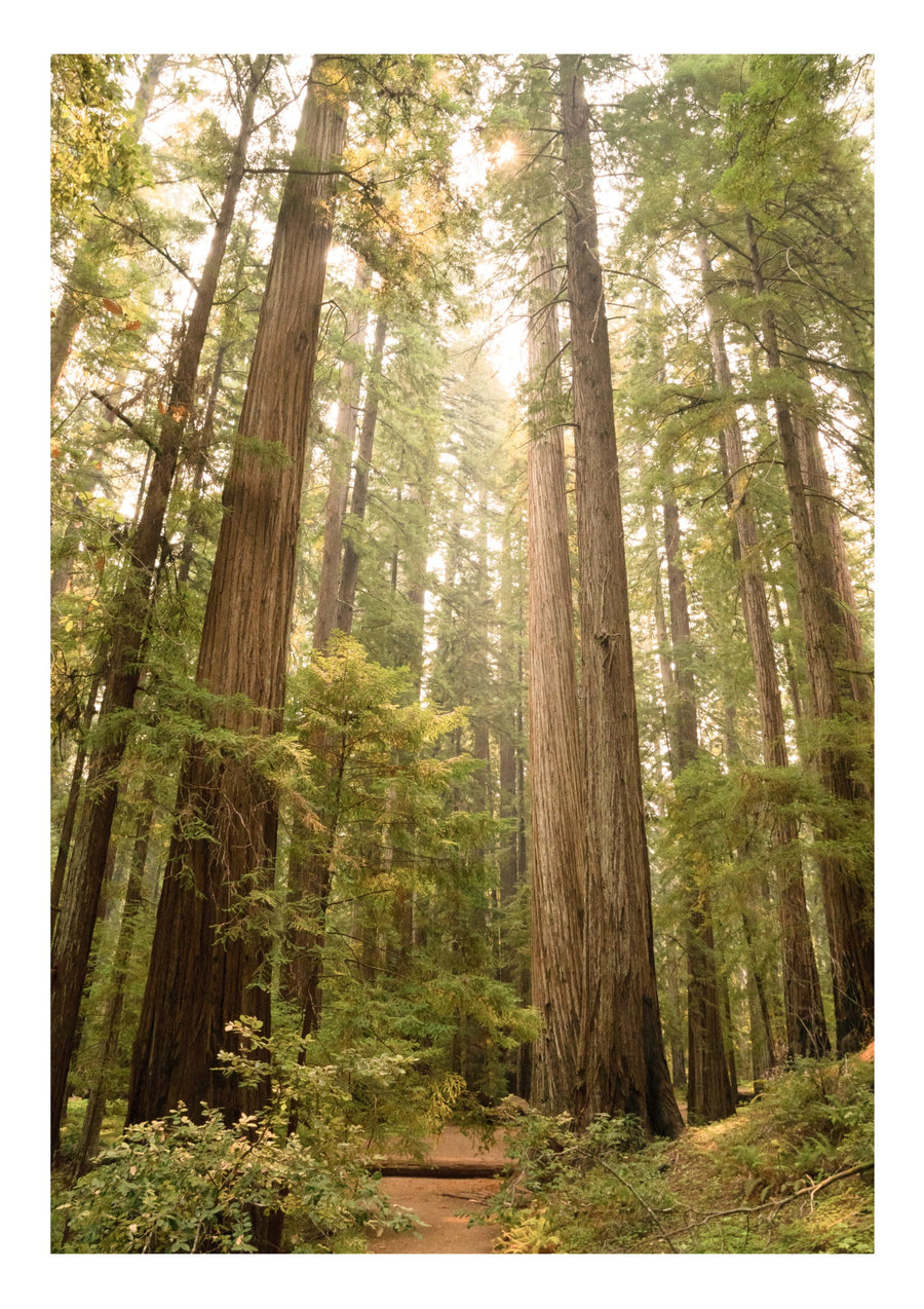 Redwood-Wald, Kalifornien - Print only