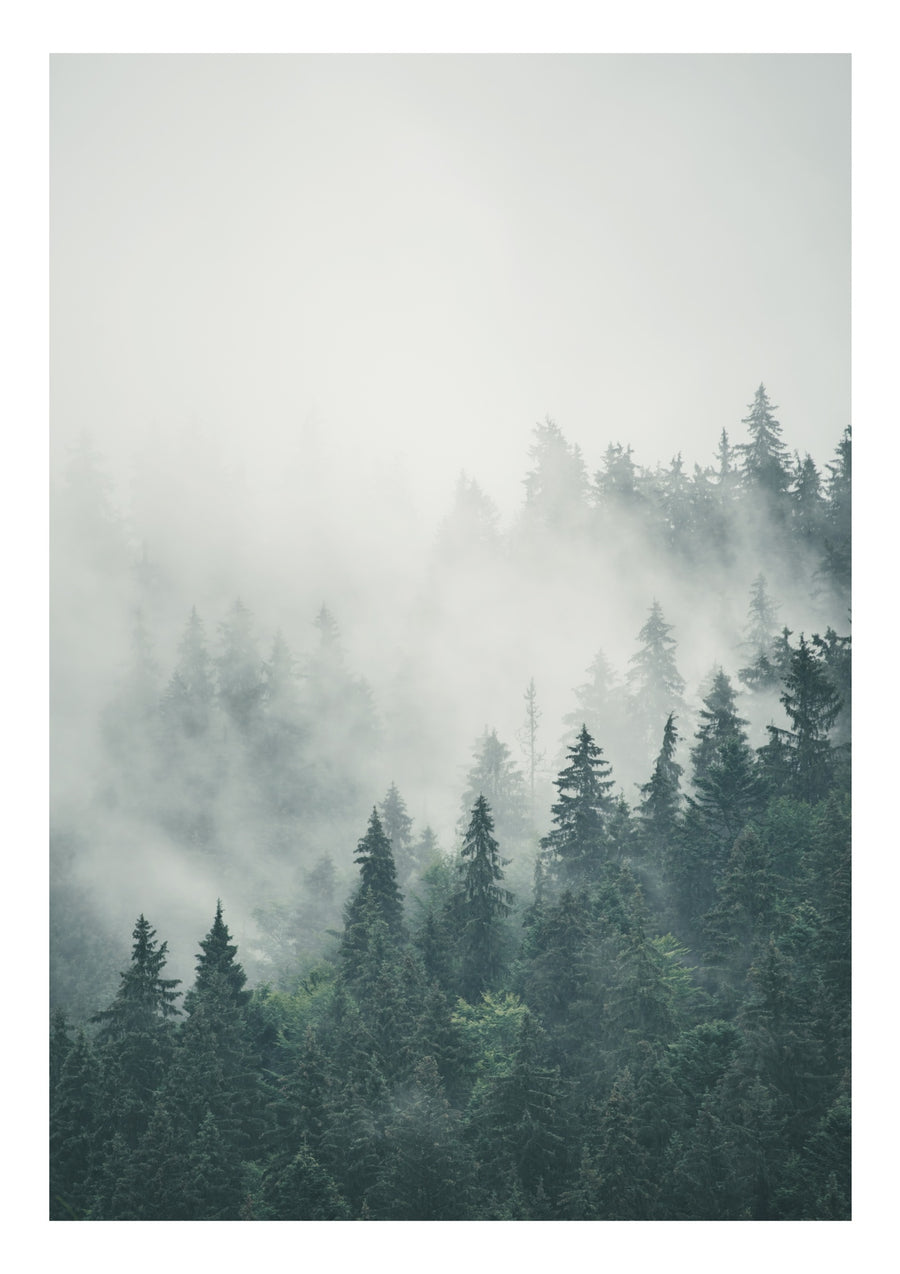 Scotch Mist - Print only